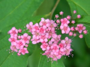 Attribution: Donna Cameron