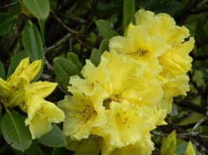 Yellow Rhodie