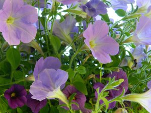 Attribution: Donna Cameron