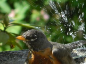 Attribution: Bill Wiederkehr