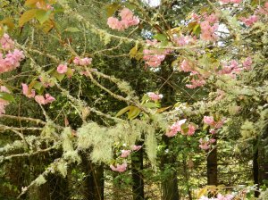 Flowering Cherry and Moss 2