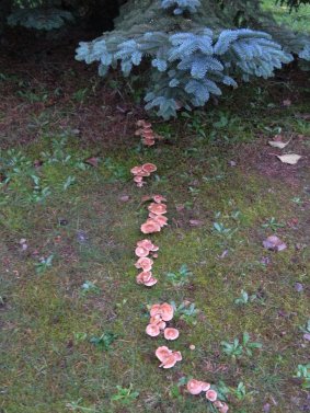 Attribution: Donna Cameron