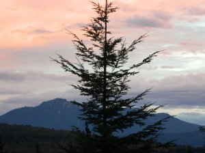 attribution: Donna Cameron