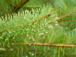 Attribution: Donna Cameron