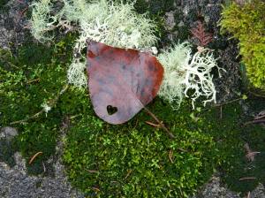 Attribution: Donna Cameron