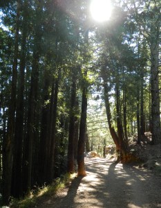 Attribution: Donna Cameron