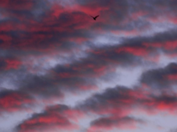 attribution Donna Cameron